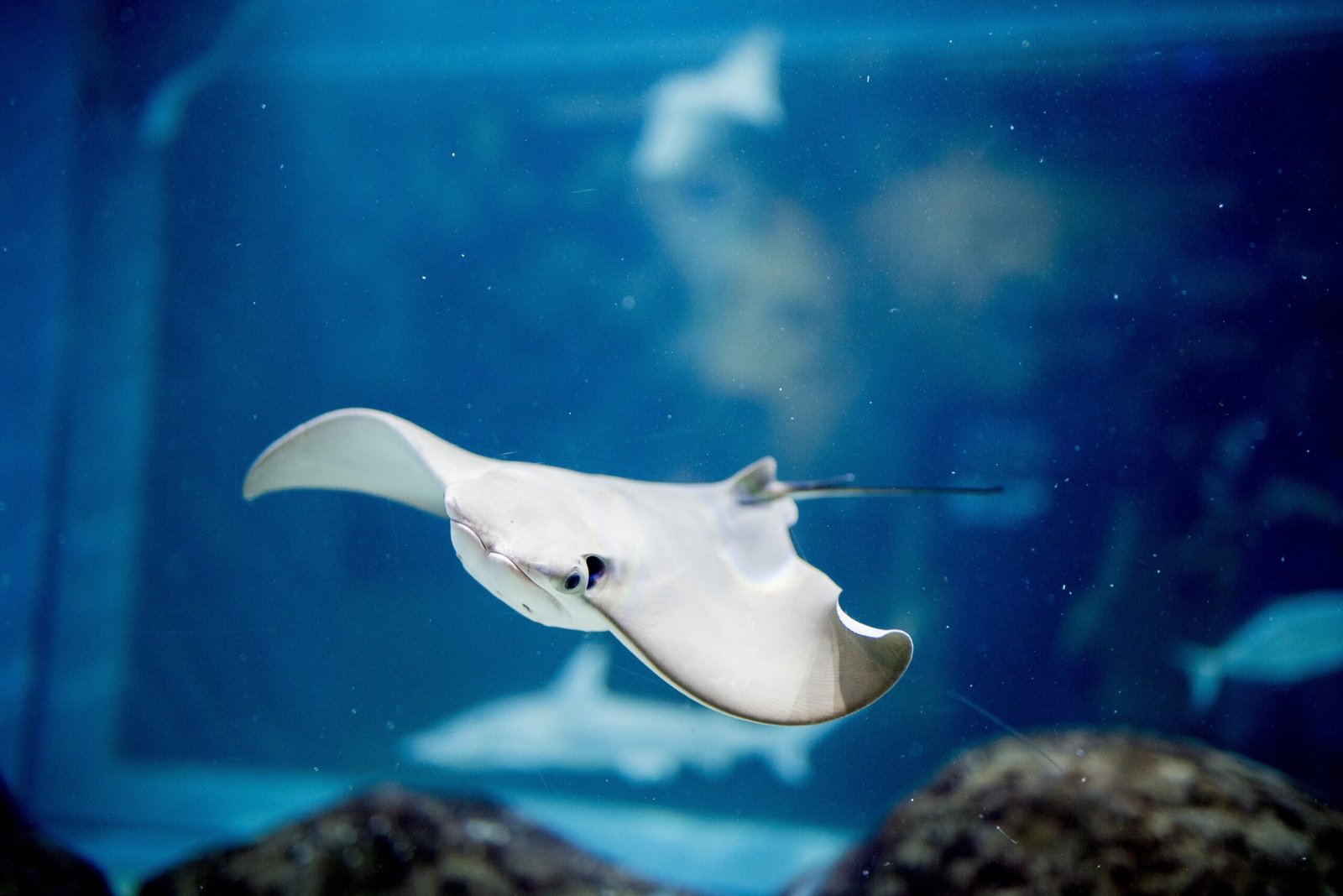 A closeup shot of a skate fish underwater with a blurred background