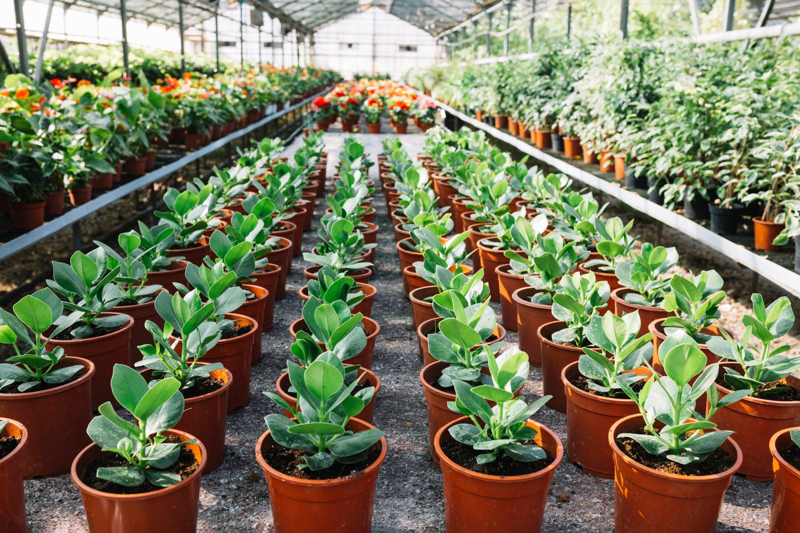 row-fresh-green-plants-pot